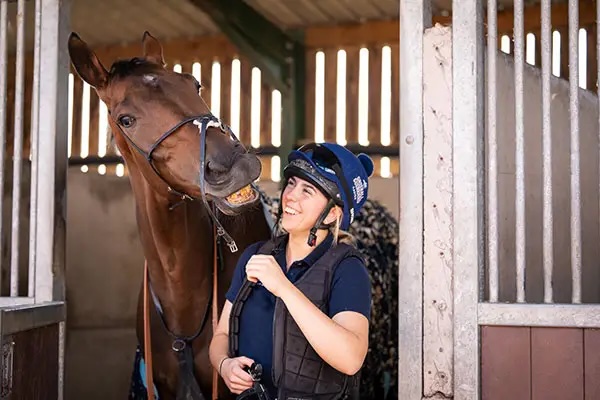 horses-for-sale-link.jpeg