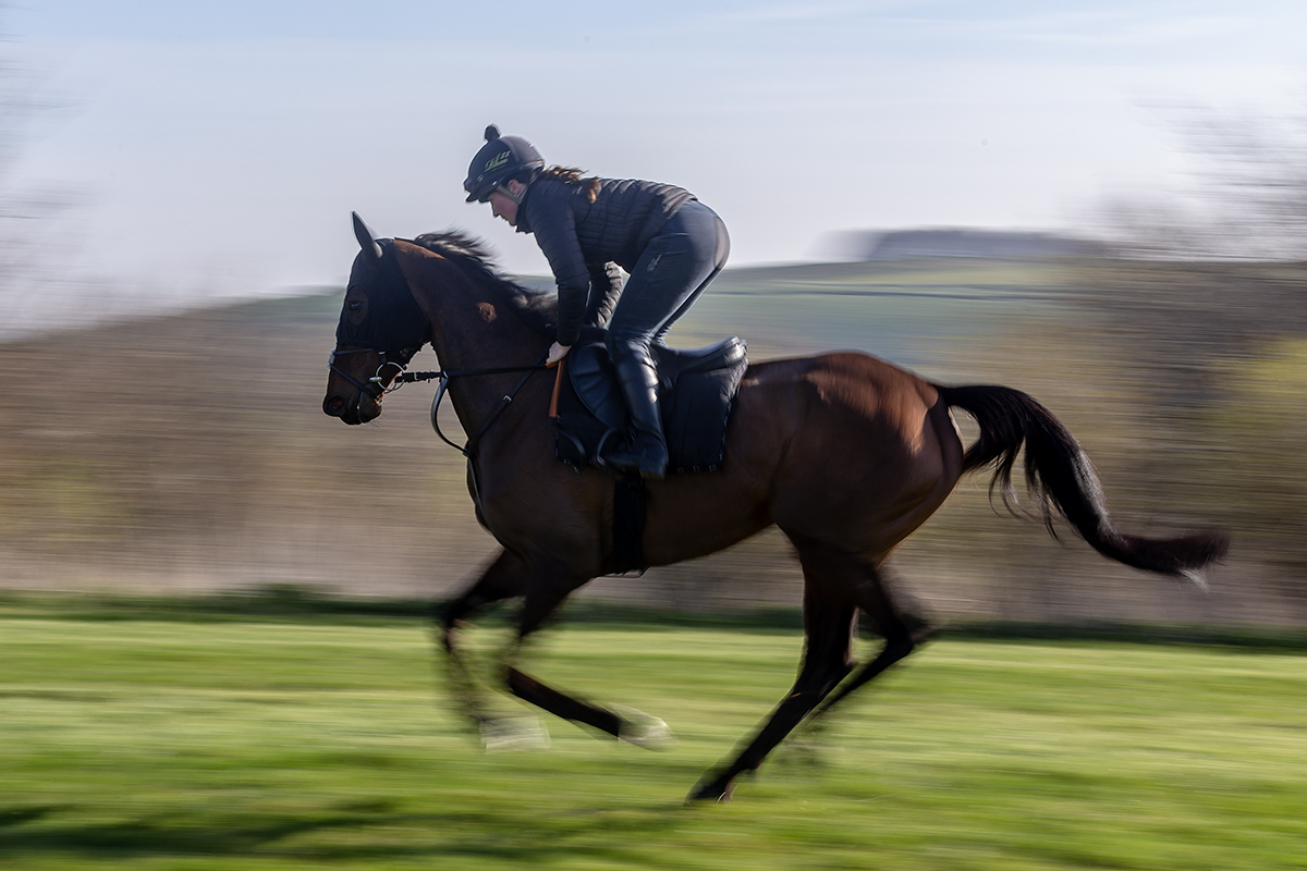 RHM-Horses-A25-0787web-1.jpg