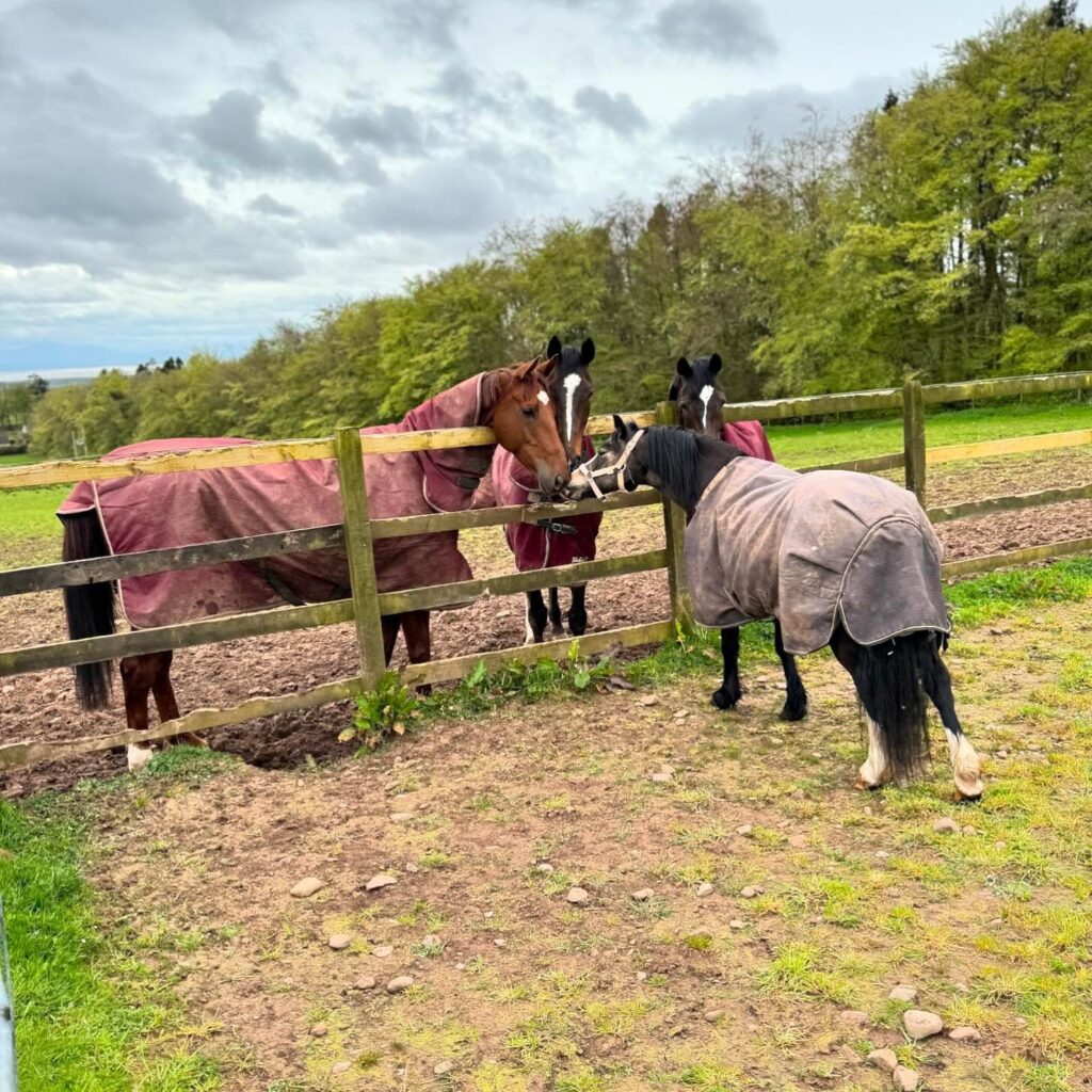 Grazing-1024x1024.jpg
