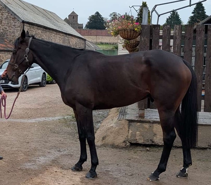 W B Easy (IRE)