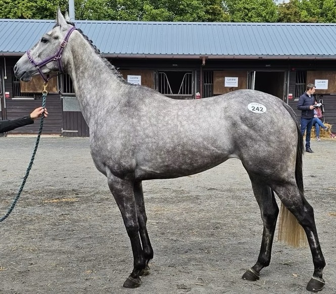 Silverhill Freya