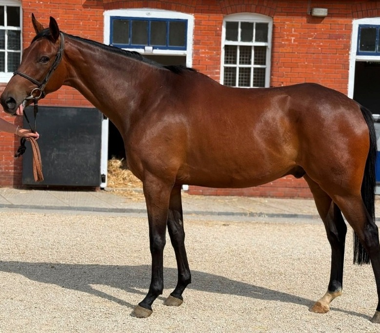 Unnamed (Masterstroke × Swatow)