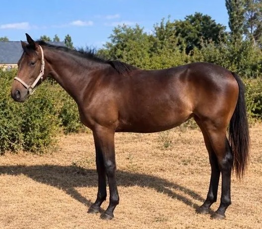 Unnamed (Arrigo × Country Legend)