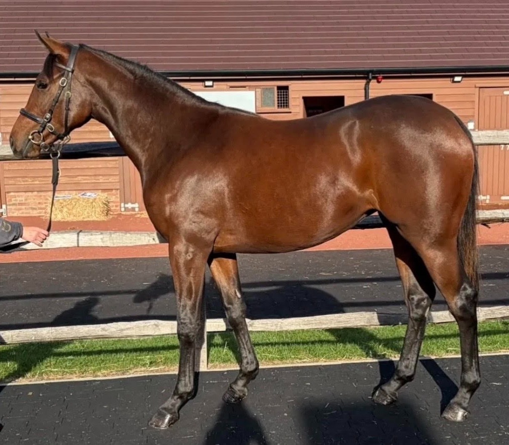 Unnamed Mohaather × Tattenhams Filly (2025)
