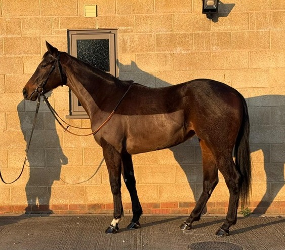 '24 unnamed filly (Baaeed ex Kingdom Girl)